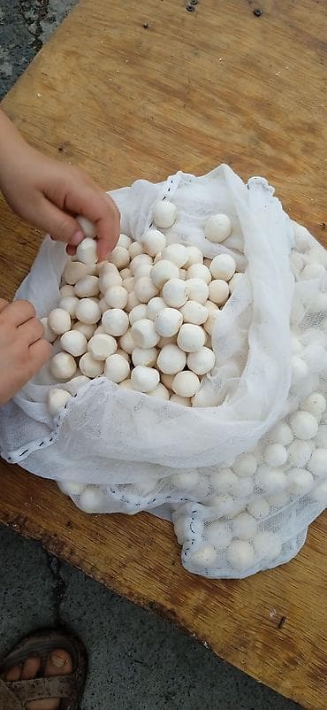 Продукты питания: Курут, Копчёный, Оптом — 1