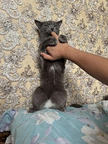 Грызуны: 11 месяцев, Мальчик, Серый, Приучена к лотку — 2