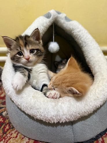 манчкин коты: Кошка даром: Беспородная, 2 месяца, Мальчик, Приучена к лотку — 1