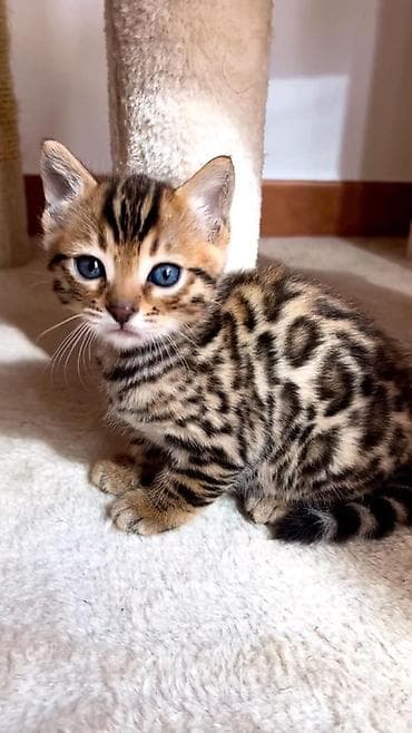 кот бенгальский: Бенгальские котенок 2 месяца с ярким розеточным окрасом — 1