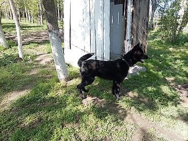 Продажа собак: Овчарка, 6 месяцев, Самец, С прививкой — 3
