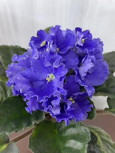 вазы хрустальные: Продам! 1 Детки стандартных сортовых фиалочек. Цена за детку от 80 — 4