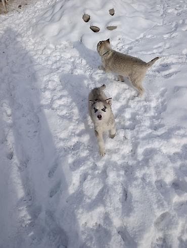 куплю хаски: Продается щенки хаски !!!! — 6