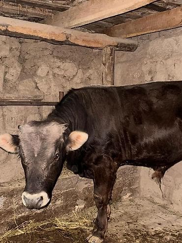 мышык алам: Сатам | Бука (эркек) | Бордоп семиртүү үчүн | Байланган — 4