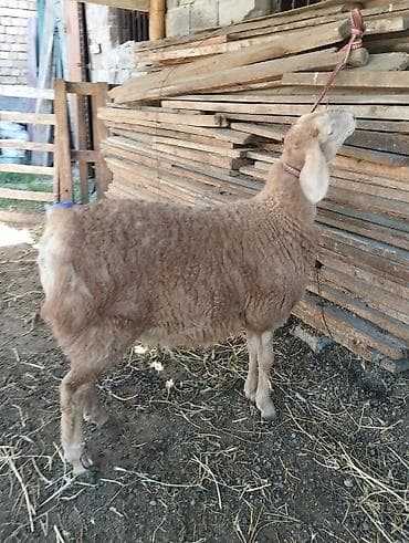 голуби птицы животные: Продаю | Ягненок | Арашан — 3