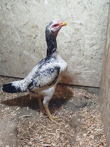 ич ет: Продаю | Куры — 1