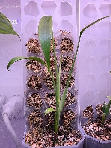 разный: 1. Алоказия Жаклин 2. Алоказия Найроби найтс 3. Алоказия Пинк Драгон — 5