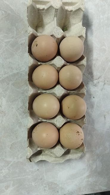 куры цыплята: Продаю | Куры | Домашняя | Для разведения — 1