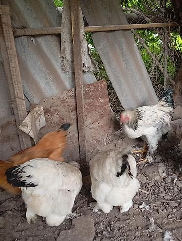 продам курей: Продаются 8 куриц и 3 петуха.находятся в городе Кант — 9