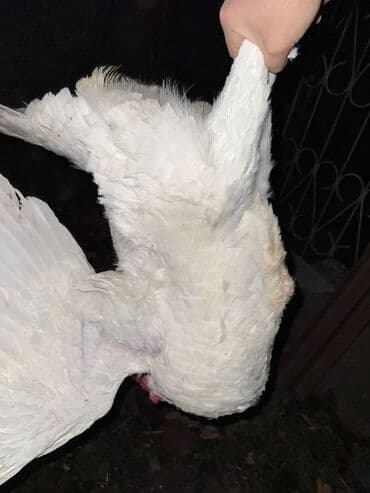 домик для котенка: Сатам | Короздор, Тооктор — 3