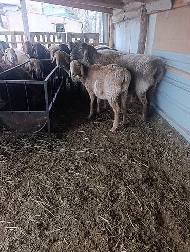 шведская корова: Продаю | Овца (самка) | На забой | Матка — 3