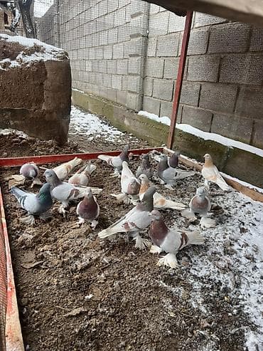 туп: Продаю голубей! — 2