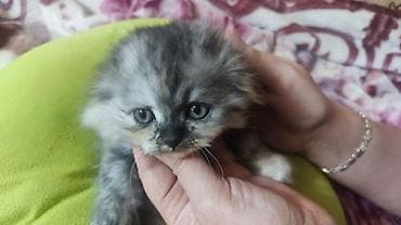 тай чистокровный: Шотландские котята - Пол: девочки — две фолд (вислоухие), две страйт — 5