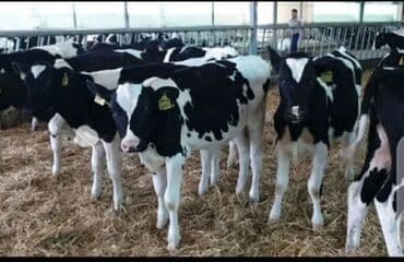 кролик французский баран: Продаю | Бык (самец), Корова (самка), Тёлка | Для разведения, На забой, На откорм | Племенные — 1