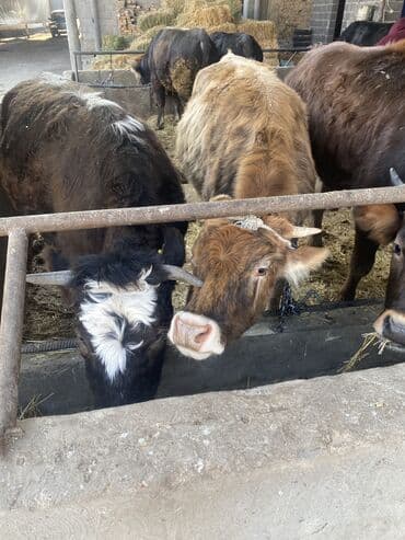 продам бу оборудование для птицефабрики: Продаю | Тёлка | Для разведения | Не стельные — 5