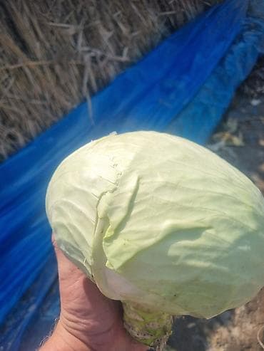 балдар кийими: Капуста Ак капуста — 2