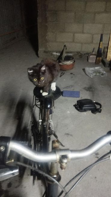 bid e2: Горный велосипед, Сталь — 1