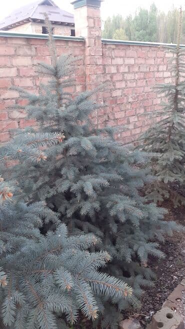 фикус али: Көчөттөр дарактардын: Карагайлар, Өзү алып кетүү — 1