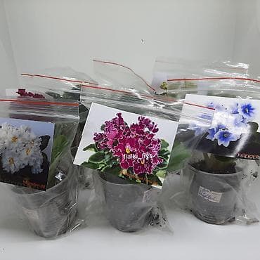 фиялка цветы: Предлагаю Вашему вниманию деток сортовых фиалок, продажа. в коллекции — 6