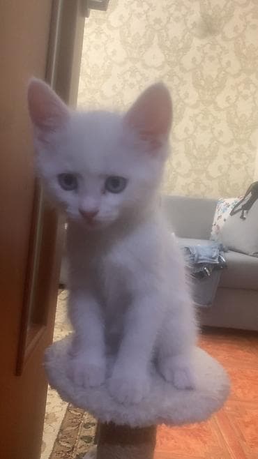 лучший ветеринар бишкек: Кошка даром: Беспородная, 2 месяца, Мальчик, Приучена к лотку — 3