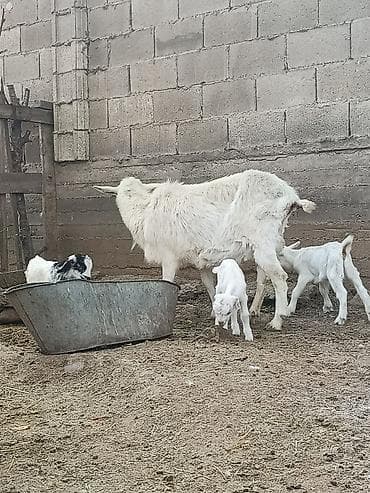 козы дойная: Продаю | Коза (самка) | Для разведения — 1