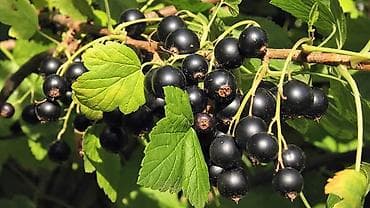 snap on: Черенки чёрной смородины - Порода: чёрная смородина Отличный вариант — 2