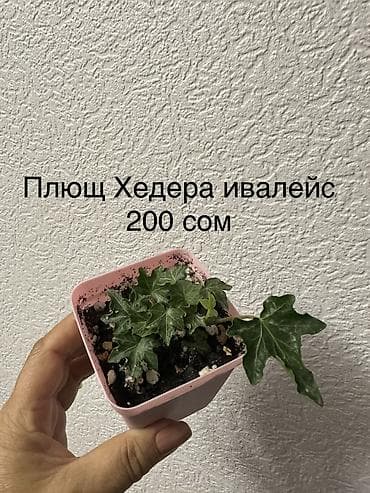 верблюж: Укорененные черенки/отростки. Адрес 8 мкр — 8