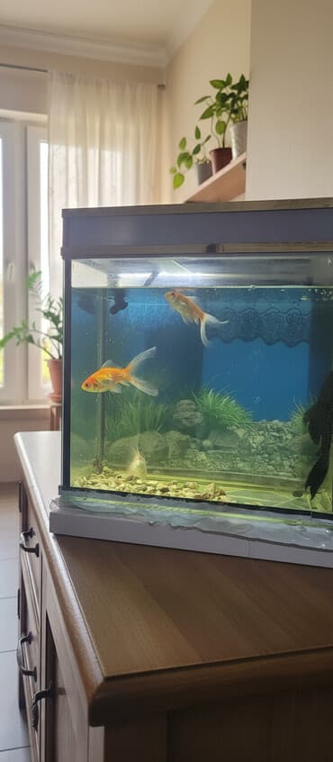 Аквариумный комплект для дома/офиса - Стеклянный прямоугольный