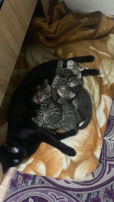 Котята от домашней кошки - На фото: мама‑кошка чёрного окраса и помёт