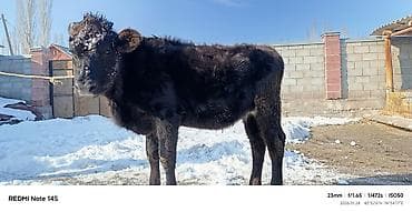 Зоотовары: Продаю | Музоо, торпок | Полукровка | На откорм | Привязанные — 2