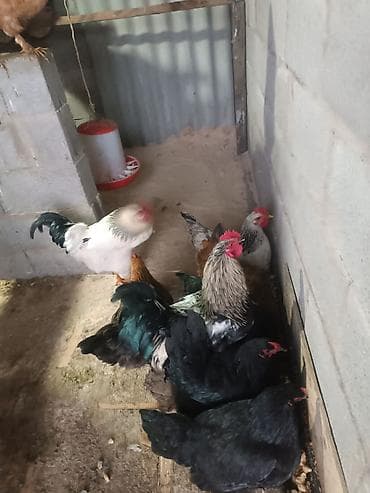 циплята бройлер: Сатам | Тооктор, Короздор | Союуга, Көбөйтүү үчүн, Жумуртка туудуруу үчүн — 6