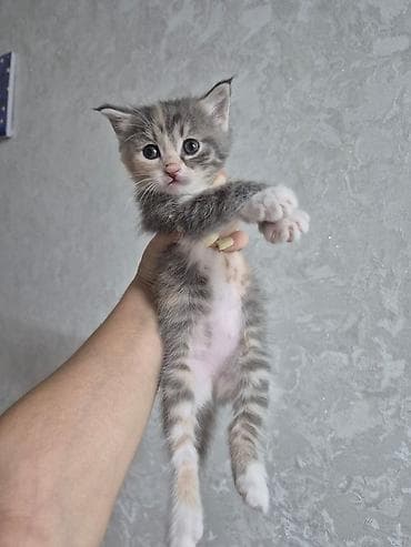 Животные: Котята-домоседы, короткошёрстные, окрас табби/черепаховый. - Возраст — 2
