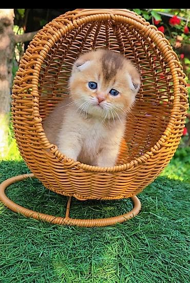 порода кошек вислоухая: Шотландские котята от красивой пары. Scottish fold и straight — 1