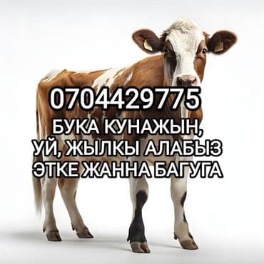 Айыл-чарба жаныбарлары: Сатып алам | Уйлар, букалар, Жылкылар, аттар, Башка а/ч жаныбарлары | Күнү-түнү, Бардык шартта, Союлган — 1