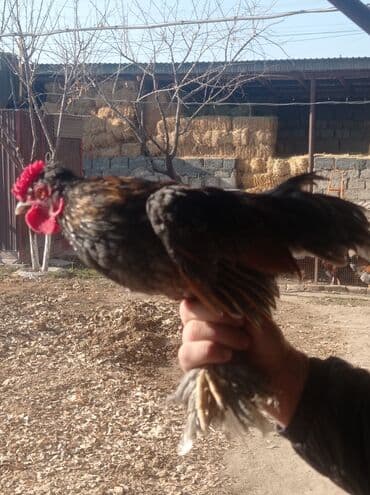 наполнители для кошек: Декоративные петушки 2 шт — 3