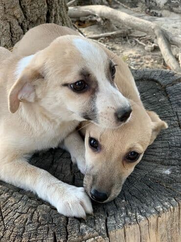 питомники собак бишкек: Отдадим в хорошие руки. Два мальчика и девочка. Прививки поставлены,от — 5
