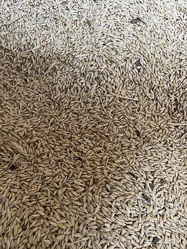 кой сойу: Ячмень. На продажу в токмоке Где то 2-4 тонны точно не Незнаю Если — 2