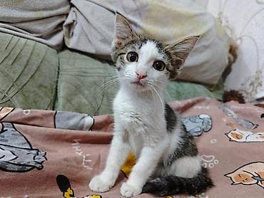 манчкин котенок: 3 месяца, Девочка, Приучена к лотку, Проглистована, С прививками — 4