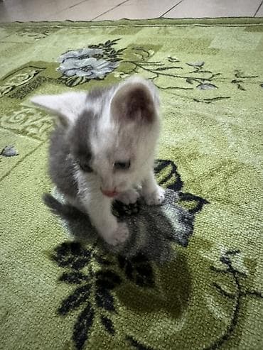 Продажа кошек: Кошка даром: Беспородная, 1 месяц, Мальчик, Приучена к лотку — 2