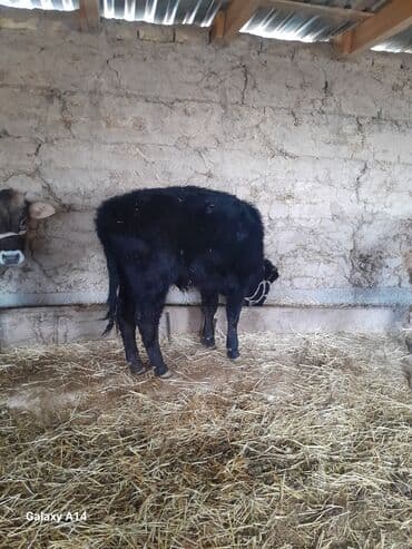 собака дом: Продаю | Музоо, торпок | На откорм | Привязанные — 10