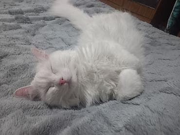 котята каракала в дар: 3 года, Девочка, Кастрирована, Приучена к лотку, Проглистована — 3