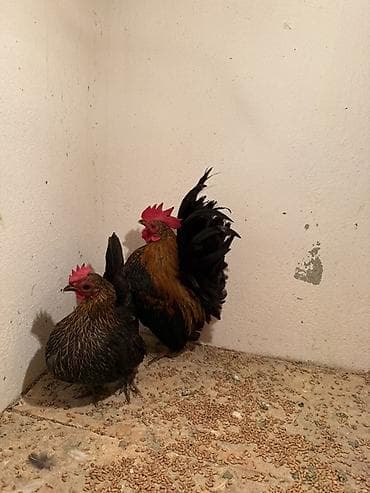 Аквариумдар: Сатам | Тооктор | Көбөйтүү үчүн — 2