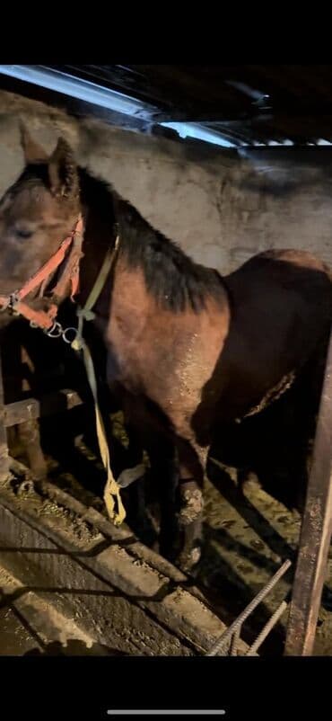 купить породистую собаку: Продаю | Конь (самец) | На забой | Племенные — 4