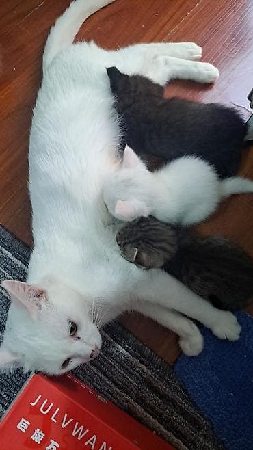 Котята от домашней кошки - Помёт из нескольких котят разной окраски