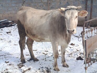 сөөл жан: Сатам | Уй (ургаачы) | Көбөйтүү үчүн, Сүт алуу үчүн — 4