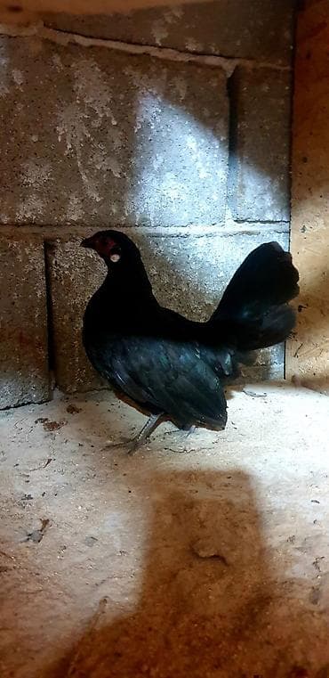 Продам красивую породу кур бентамка. Яйценоскость высокая. За сезон