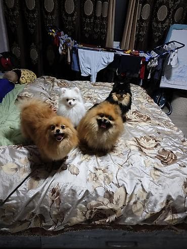 собака продам: Шпиц, 2 года, Самец — 6