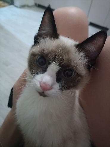 Үй жаныбарлары үчүн товарлар: Котёнок с окраcом поинт (сиал-поинт/сноу-шу тип): бело-коричневая — 3