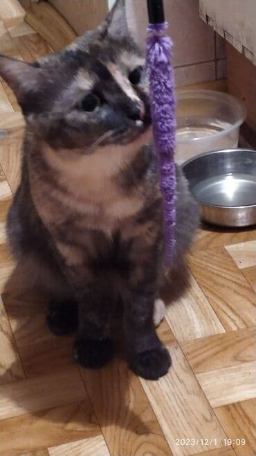 куда можно отдать собаку в бишкеке: Красивые девочки . цветная и белая молодые кошки им скоро год.очень — 10