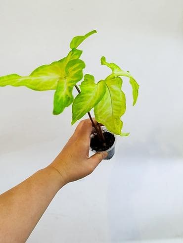 монстера цветы: Продаю цветы, все цены разные, Кара-Балта продаю сингониумов и — 7